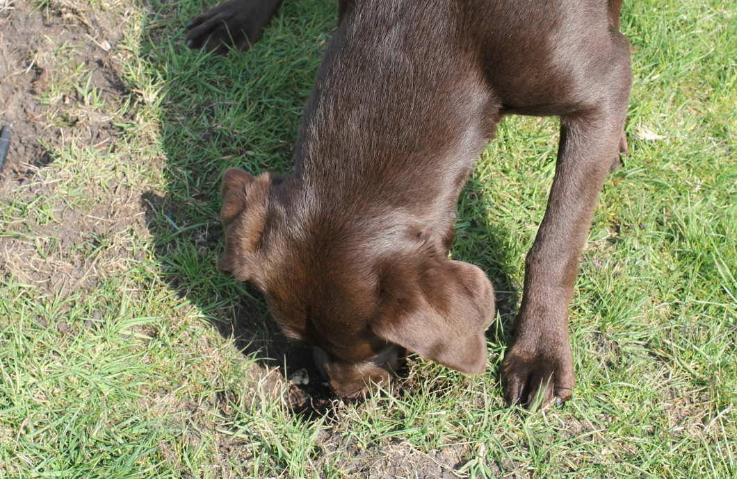 Panza Digging For Freedom - Pentland Hills Gin