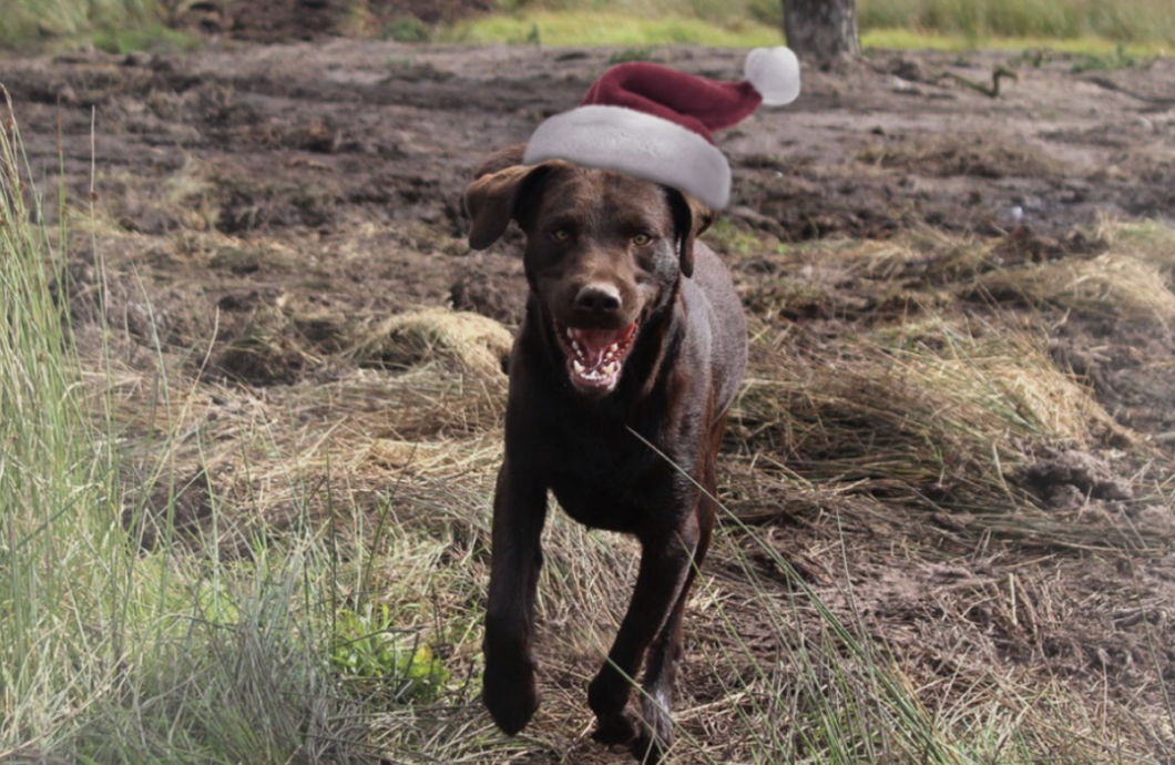 Panza's Christmas Howl