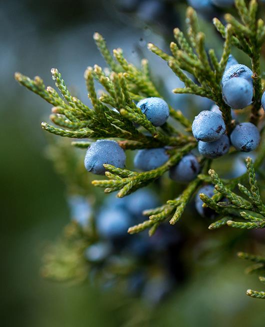 Berries On Branches - Pentland Hills Gin