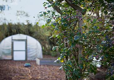 Where We Grow Our Botanicals - Pentland Hills Gin