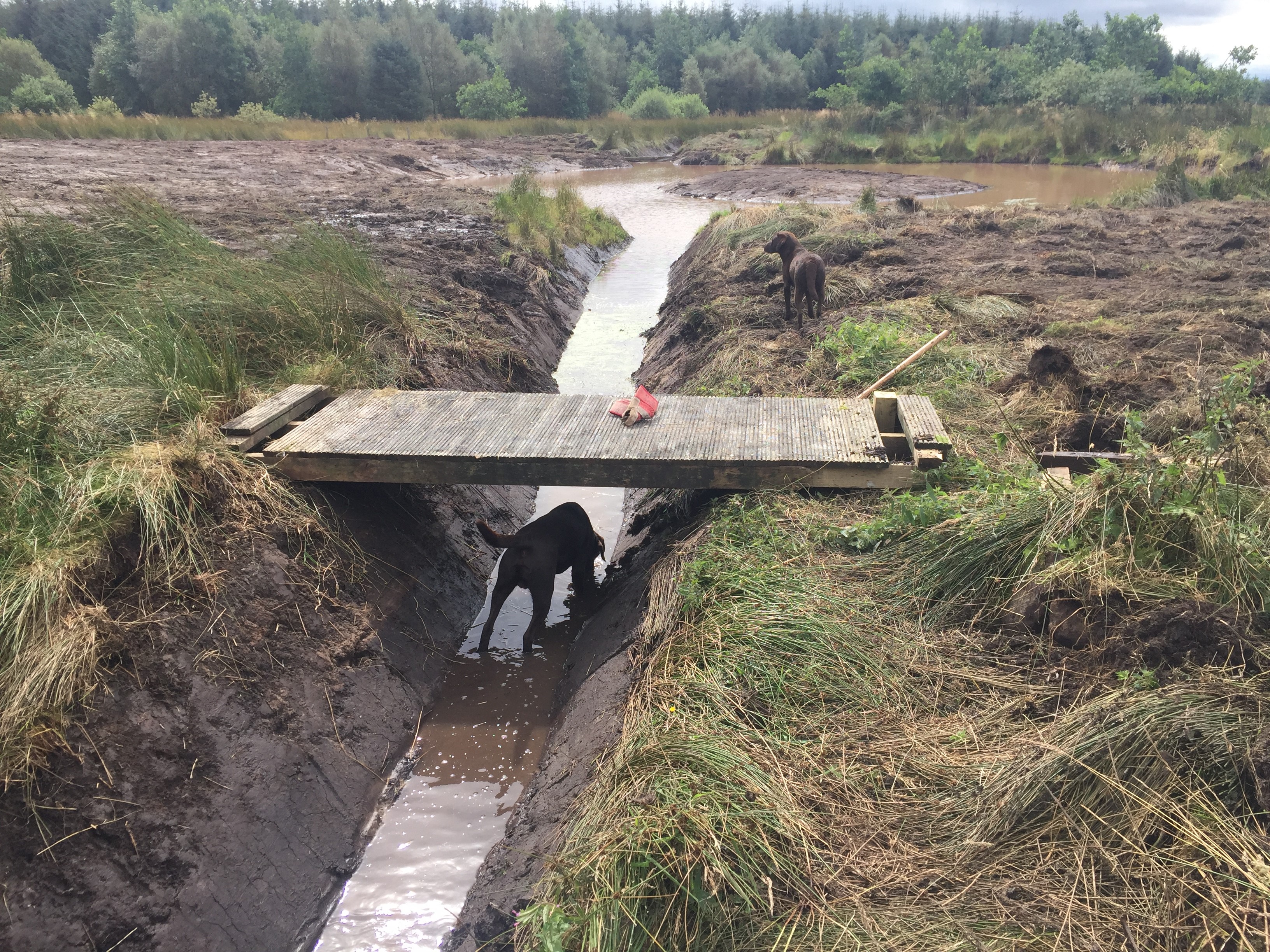 Chocolate Labrador Inspects Bridge Footings