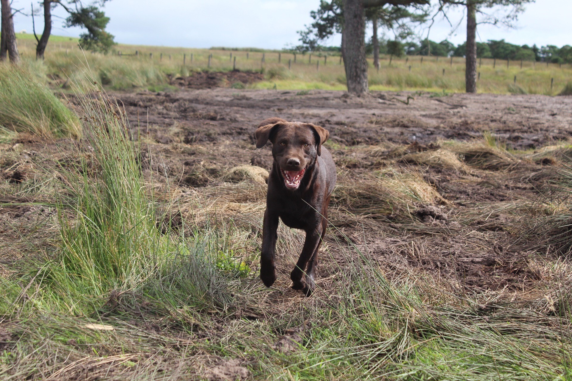 Chocolate Labrador Mid Run Across Scottish Fields