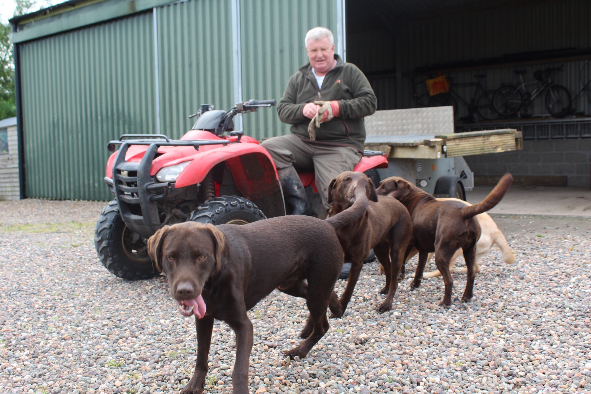 Labradors Surround Quad Bike