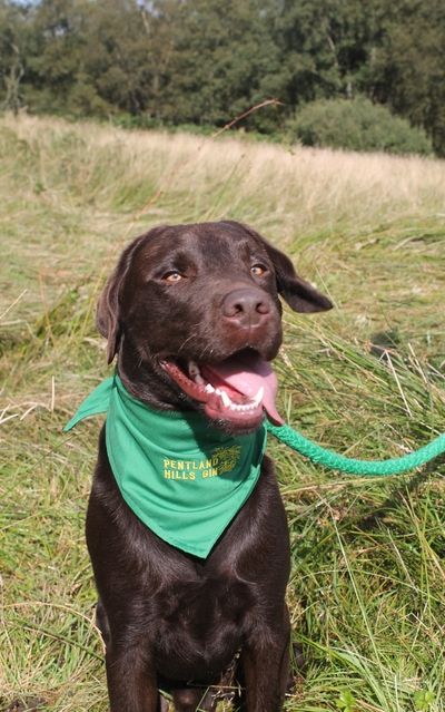 Panza Pentland Hills Bandana