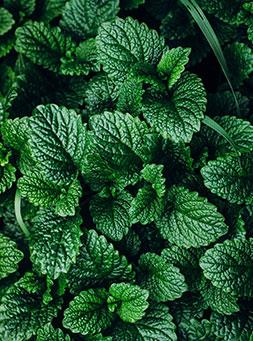 Mint leaves